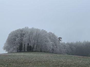 tree