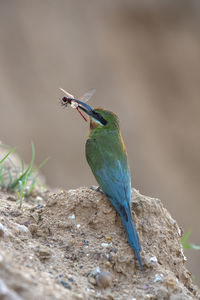 Close-up of bird perching on a plant