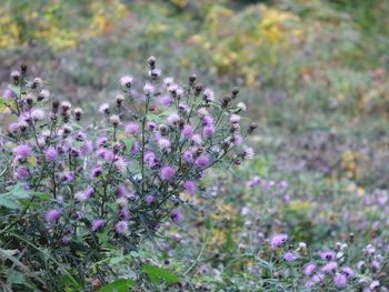 Close-up of purple flowering plants on field