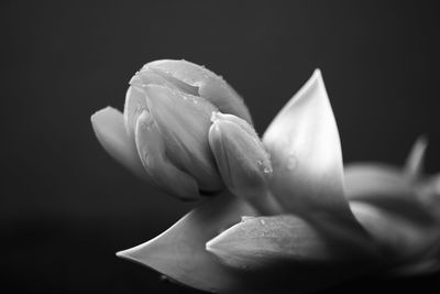 Close-up of flower over black background