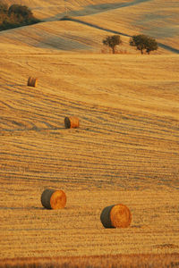 Hay bales on field