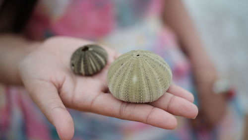 Midsection of woman holding sea urchins