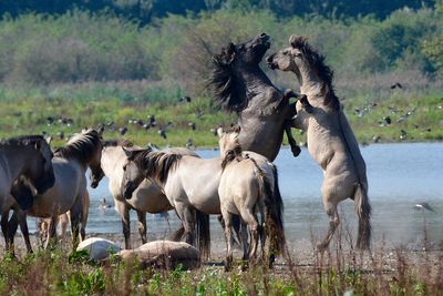 Horses playing by river