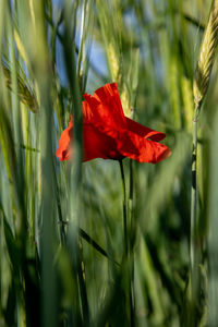 Close-up of red flower on field