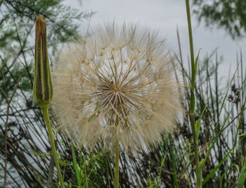 Close-up of dandelion