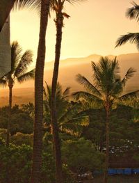 Palm trees on beach against clear sky