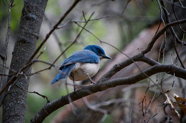 animal themes, animals in the wild, bird, one animal, wildlife, branch, perching, tree, nature, focus on foreground, full length, beak, outdoors, day, forest, no people, beauty in nature, close-up, low angle view, tree trunk