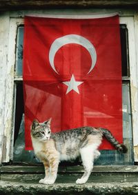 Portrait of a cat against building