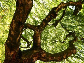 Low angle view of tree trunks in forest