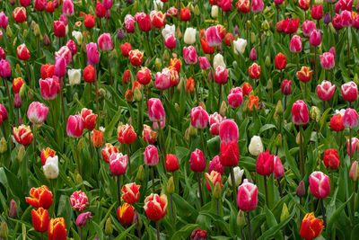 Close-up of yellow flowering plants on field