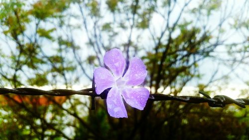 Close-up of purple flower blooming