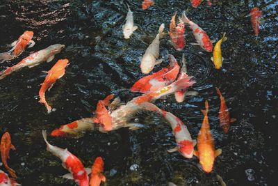 High angle view of koi carps swimming in lake