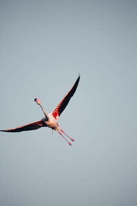 Low angle view of flamingo flying against clear sky