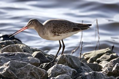 Bird perching on rock by lake