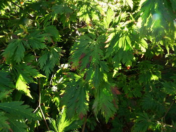 View of fruits growing on tree