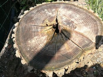 High angle view of tree stump in forest