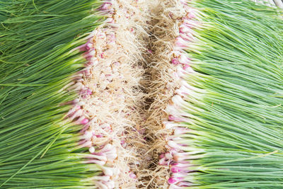 Full frame shot of succulent plant