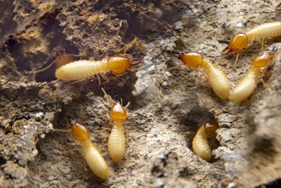 High angle view of caterpillar on land