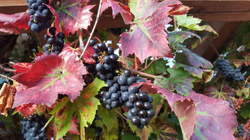 Close-up of grapes growing in autumn