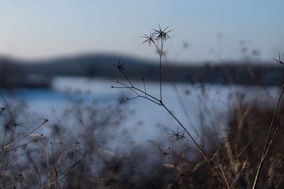 Close-up of plants against lake