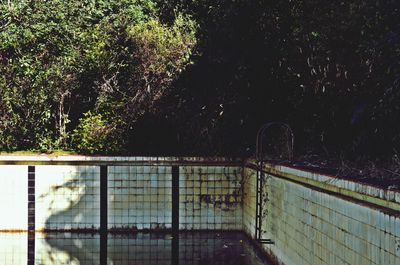 Reflection of trees on swimming pool