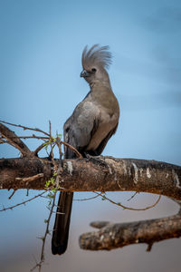 Grey go-away-bird on tree branch turning head