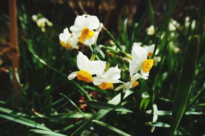 Close-up of yellow flowers blooming outdoors