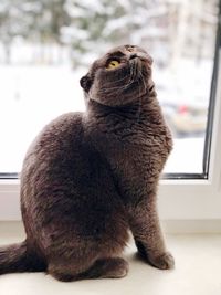 Close-up of a cat looking away