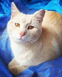 Close-up portrait of a cat