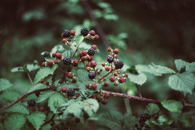 Close-up of berries on plant