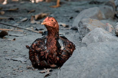 Close-up of a bird