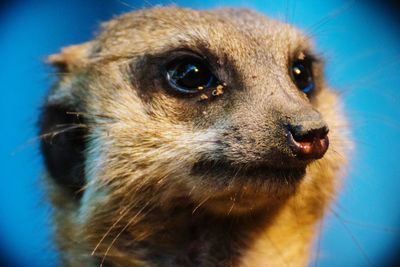 Close-up of meerkat looking away