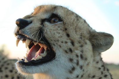 Close-up of a cheetahs face mouth wide open