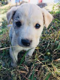 Close-up portrait of dog on field