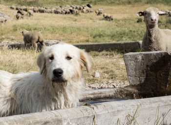 Portrait of a dog on field