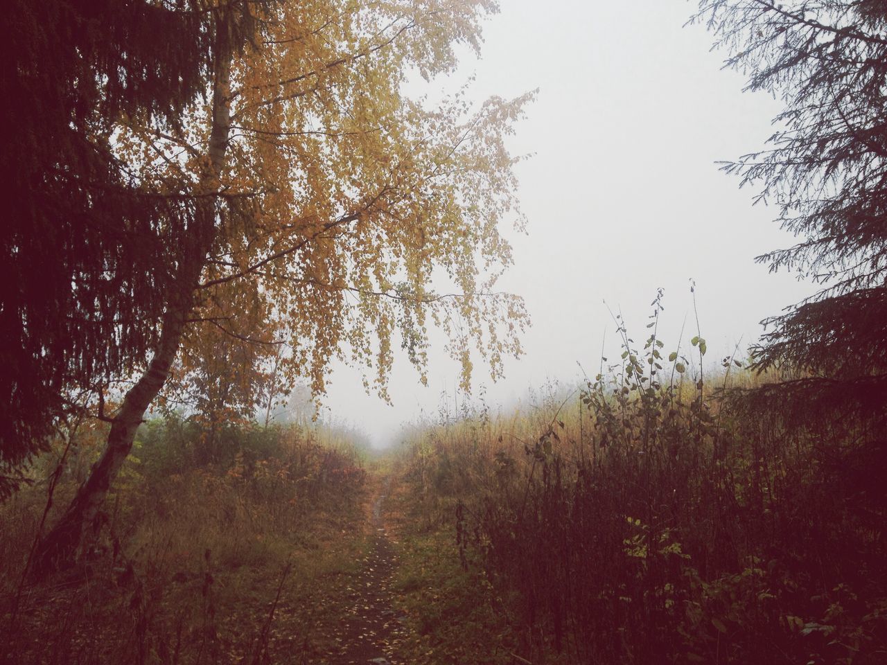 tree, tranquility, tranquil scene, growth, clear sky, nature, beauty in nature, scenics, grass, field, landscape, sunlight, forest, branch, non-urban scene, outdoors, no people, plant, sky