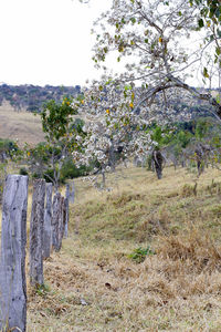 Scenic view of field against clear sky