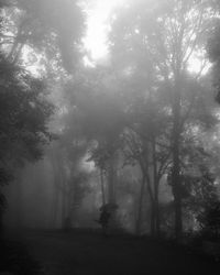 Trees in forest during foggy weather