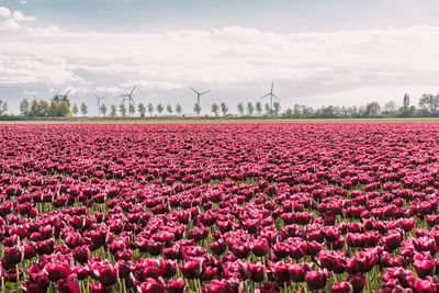 Tulip fields in the netherlands