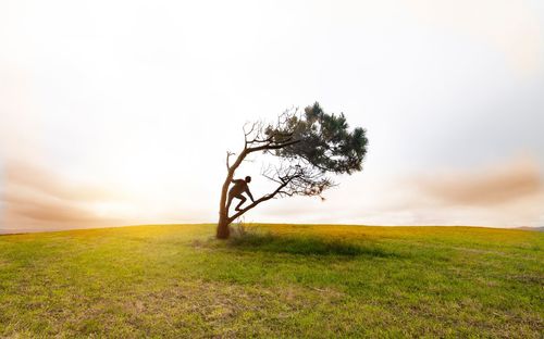 Tree on field against sky