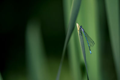 Close-up of grasshopper