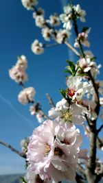 Low angle view of cherry blossoms in spring