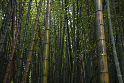 Low angle view of bamboo trees in forest