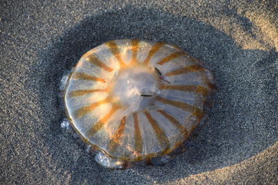 Close-up of shell on beach