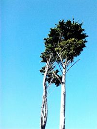 Low angle view of tree against clear blue sky