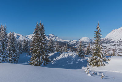 A picturesque landscape view of the french alps mountains and tall pine trees covered in snow