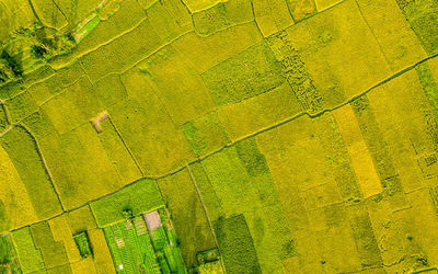 Full frame shot of yellow flowering plants on field