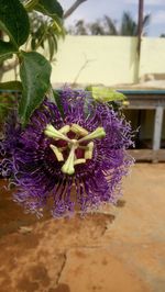 Close-up of purple flowers blooming outdoors