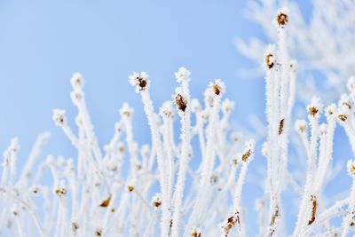 Close-up of frozen plant against blue sky