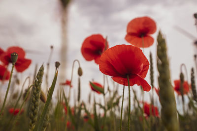 Close-up of red poppy flowers on field